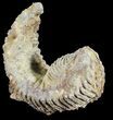 Cretaceous Fossil Oyster (Rastellum) - Madagascar #54441-1